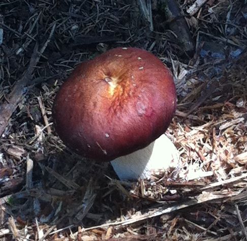 Découvrez la saveur de champignons cultivés en forêt