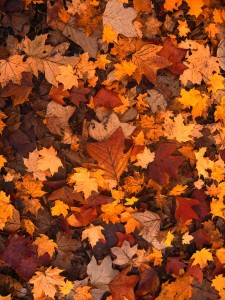 fall_foliage_autumn_leaves